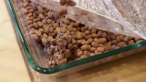 日本納豆看起來像鼻涕一樣你敢吃嗎