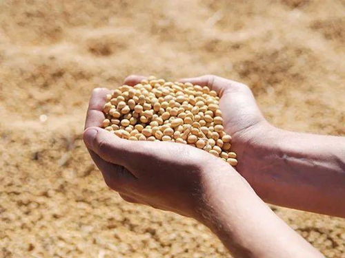 軟糯爽口的國產納豆,當零食 調菜 拌飯 越吃越過癮