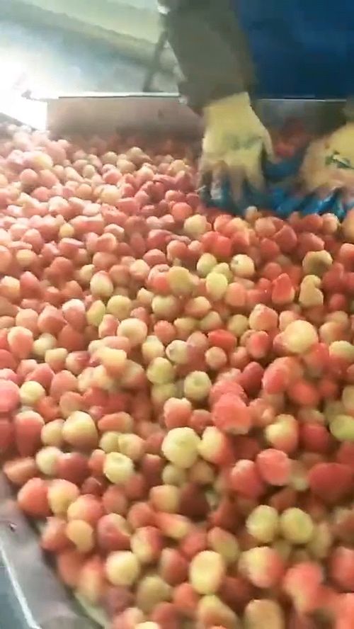 等進了食品廠才發現,草莓醬都是用這種草莓,沒有網上說的那么不堪